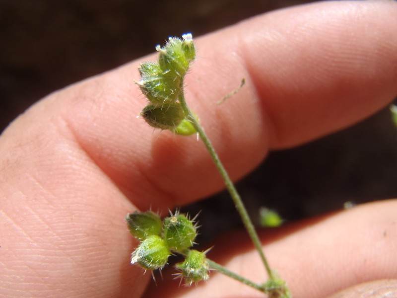 Cryptantha cycloptera photo 8