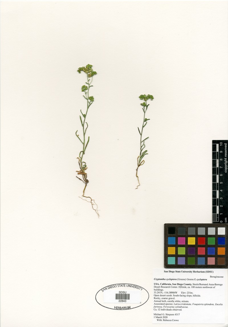 Cryptantha cycloptera f. cycloptera photo 2