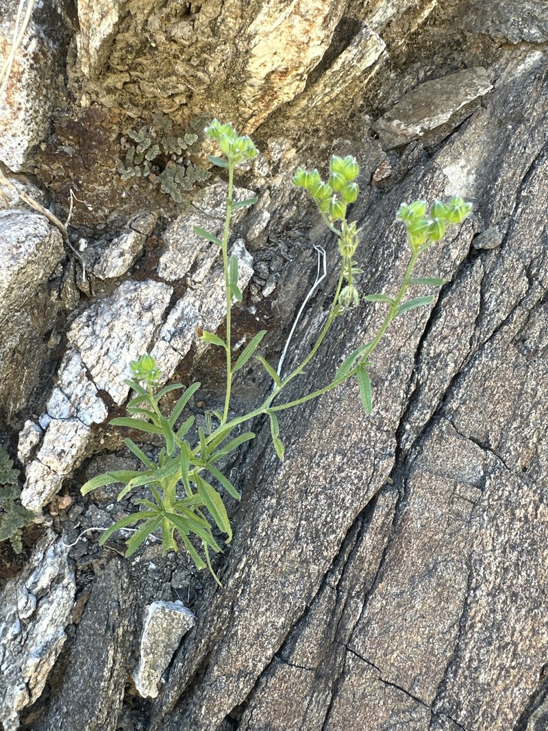 Cryptantha cycloptera f. cycloptera