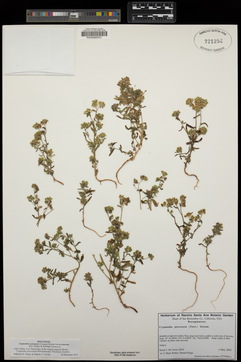 Cryptantha cycloptera f. truncata