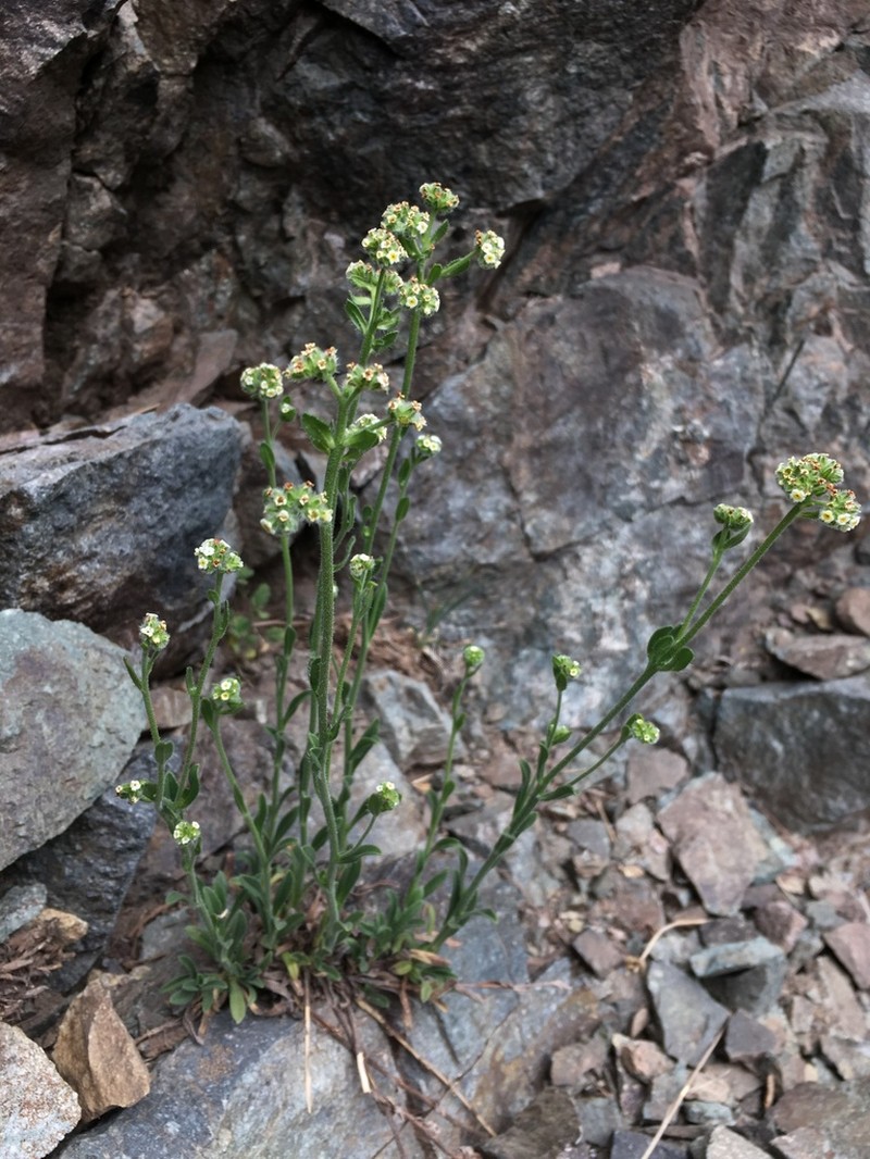 Cryptantha cynoglossoides photo 3