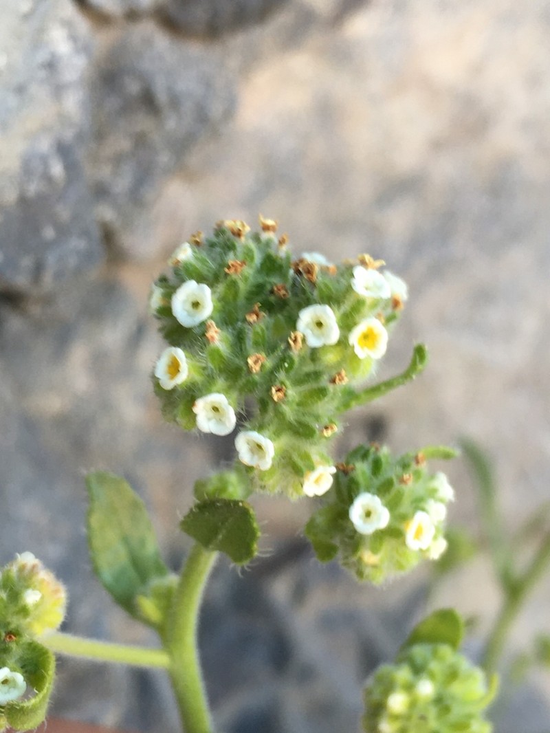 Cryptantha cynoglossoides photo 4