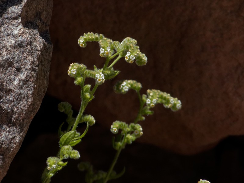 Cryptantha cynoglossoides photo 5