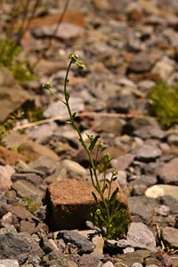 Cryptantha cynoglossoides