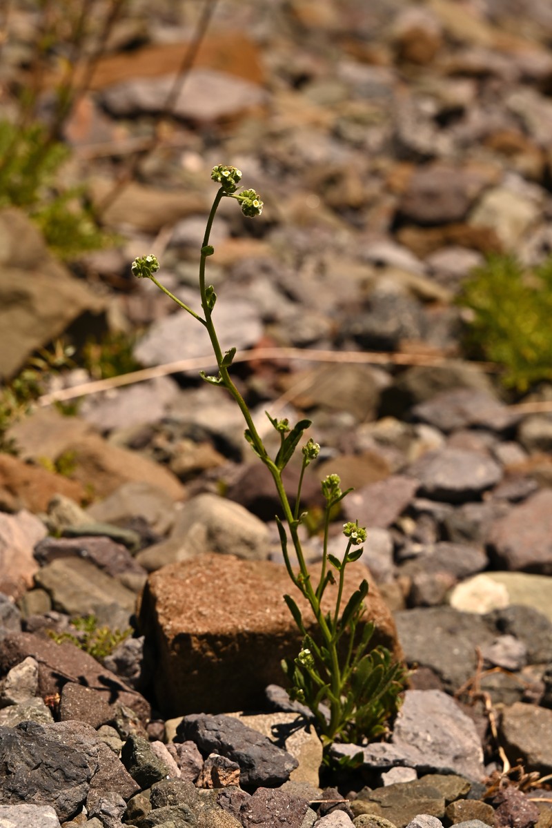 Cryptantha cynoglossoides