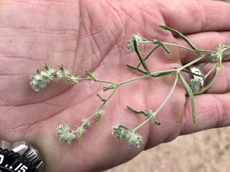 Gravelbar Cryptantha photo 2