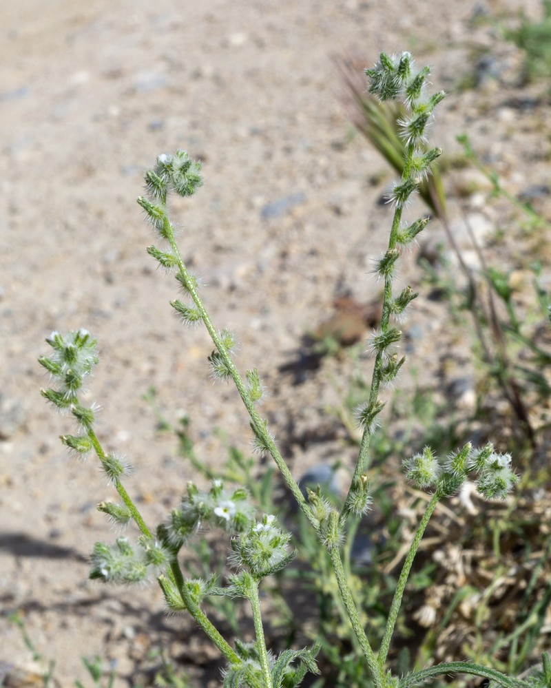 Gravelbar Cryptantha photo 4