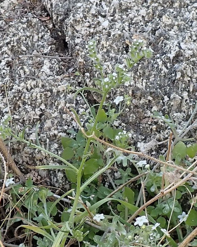 Gravelbar Cryptantha photo 8