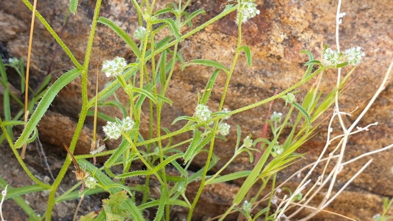 Rattan's Cryptantha