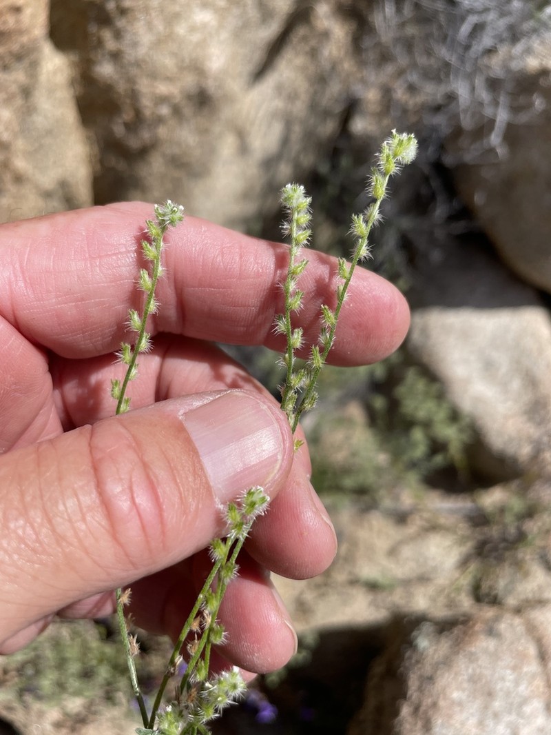 Rattan's Cryptantha photo 3
