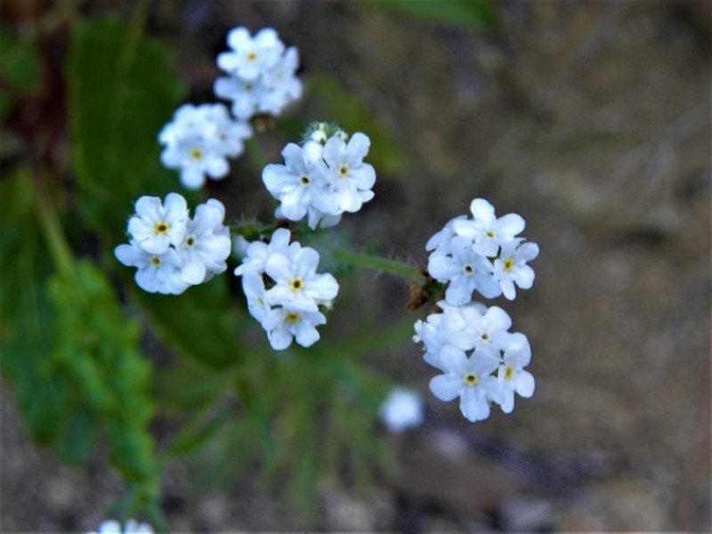 Rattan's Cryptantha photo 5