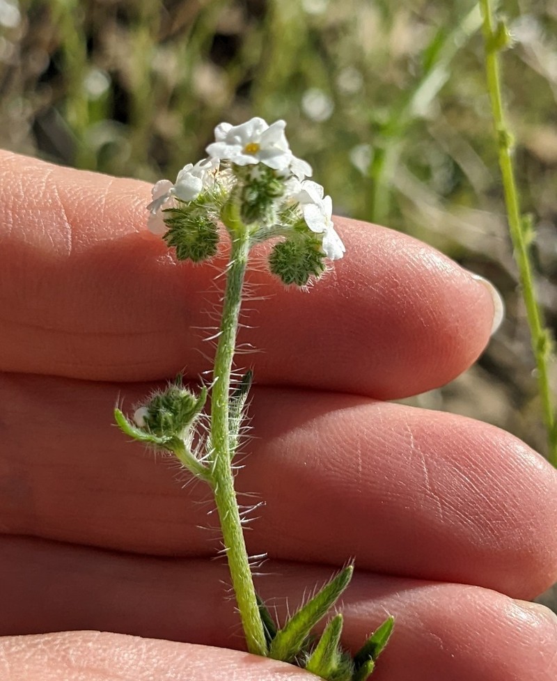 Rattan's Cryptantha photo 6