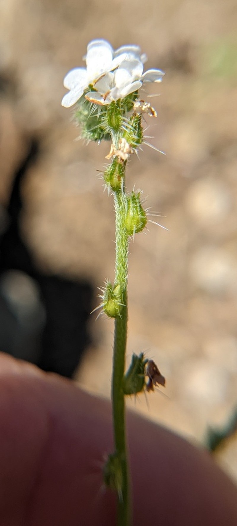 Rattan's Cryptantha photo 7