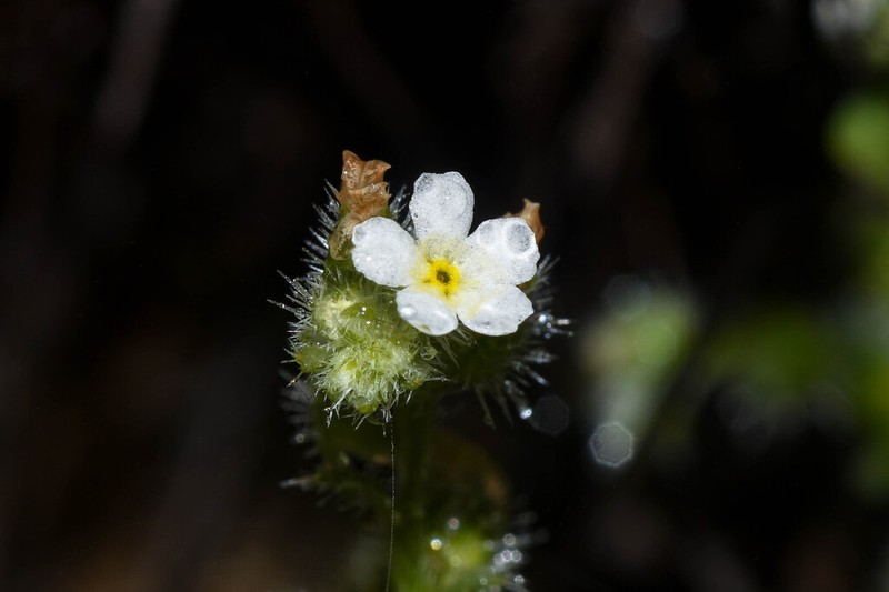 Cryptantha diffusa