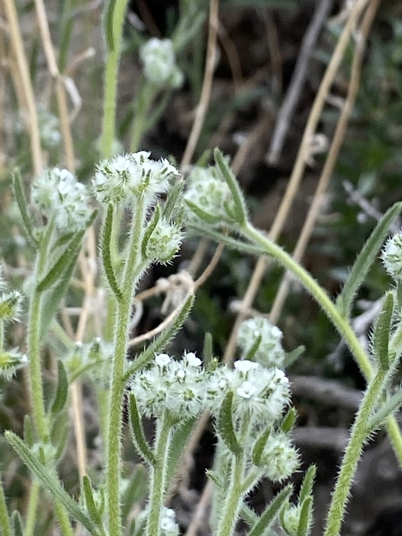 Cryptantha diffusa photo 2