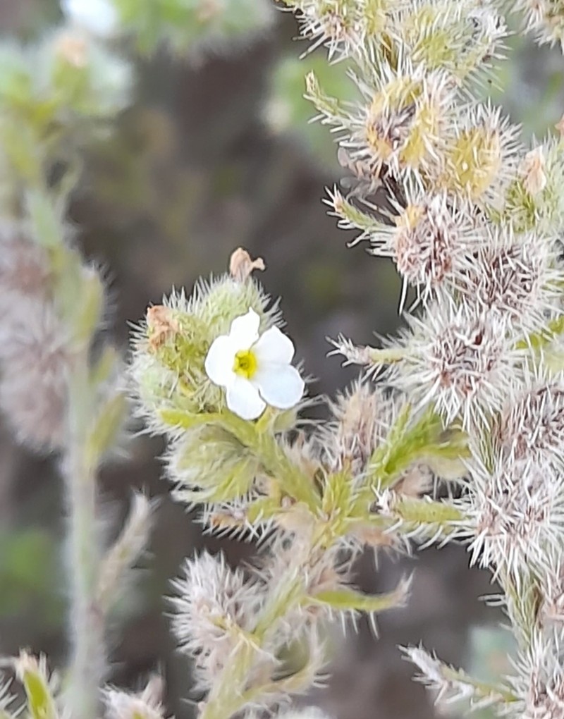 Cryptantha diffusa photo 3