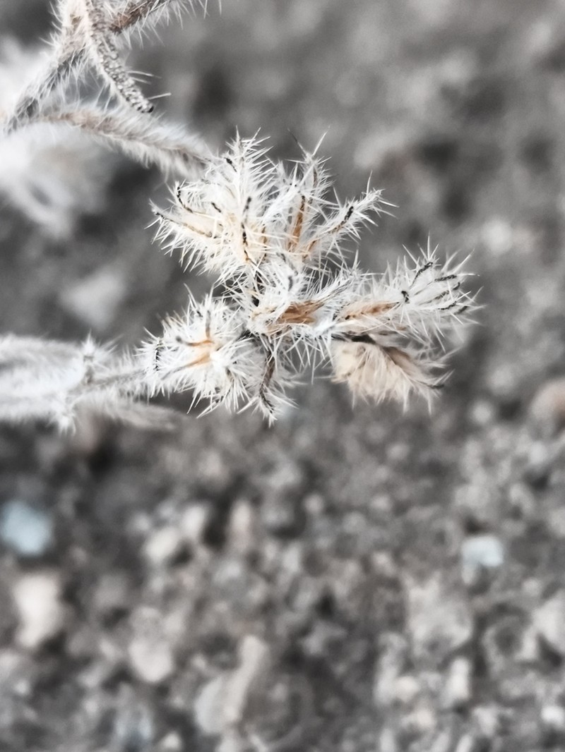 Cryptantha diffusa photo 4