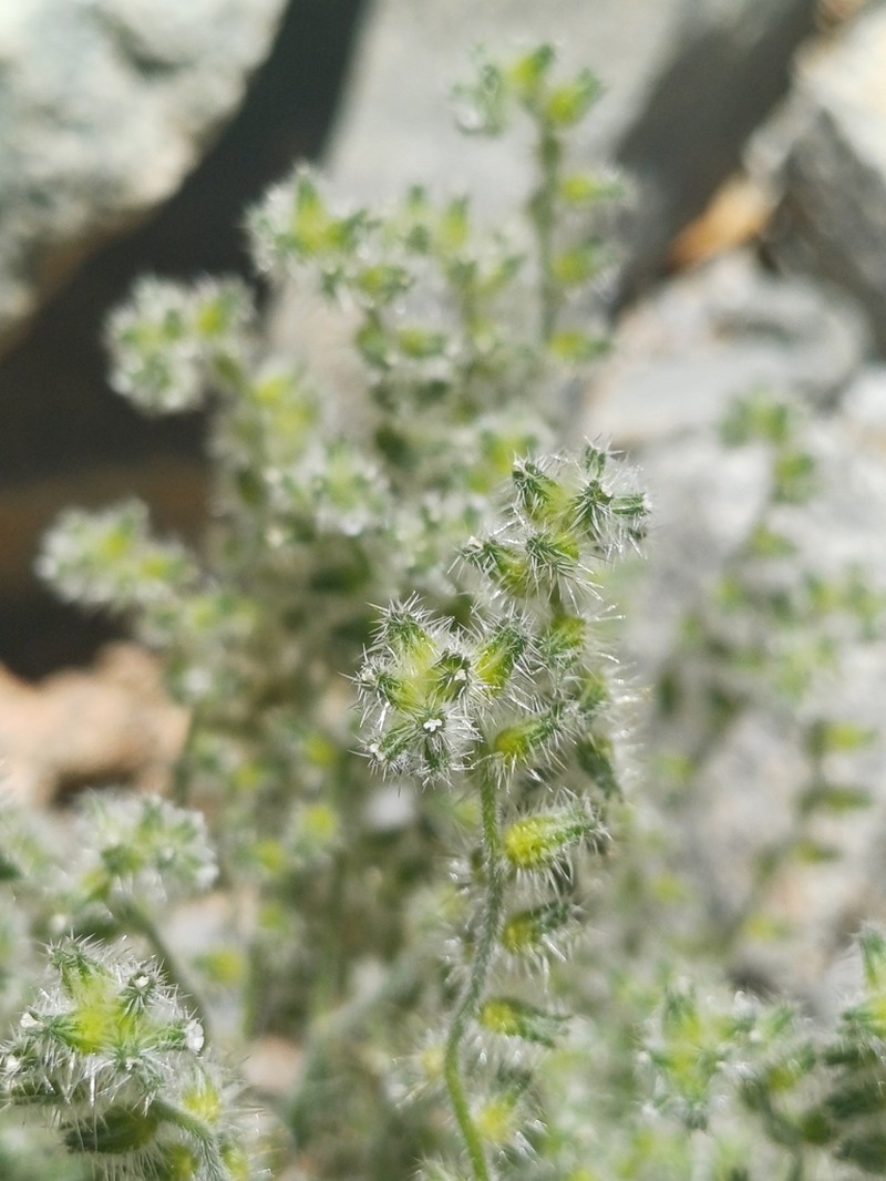 Cryptantha diffusa photo 5
