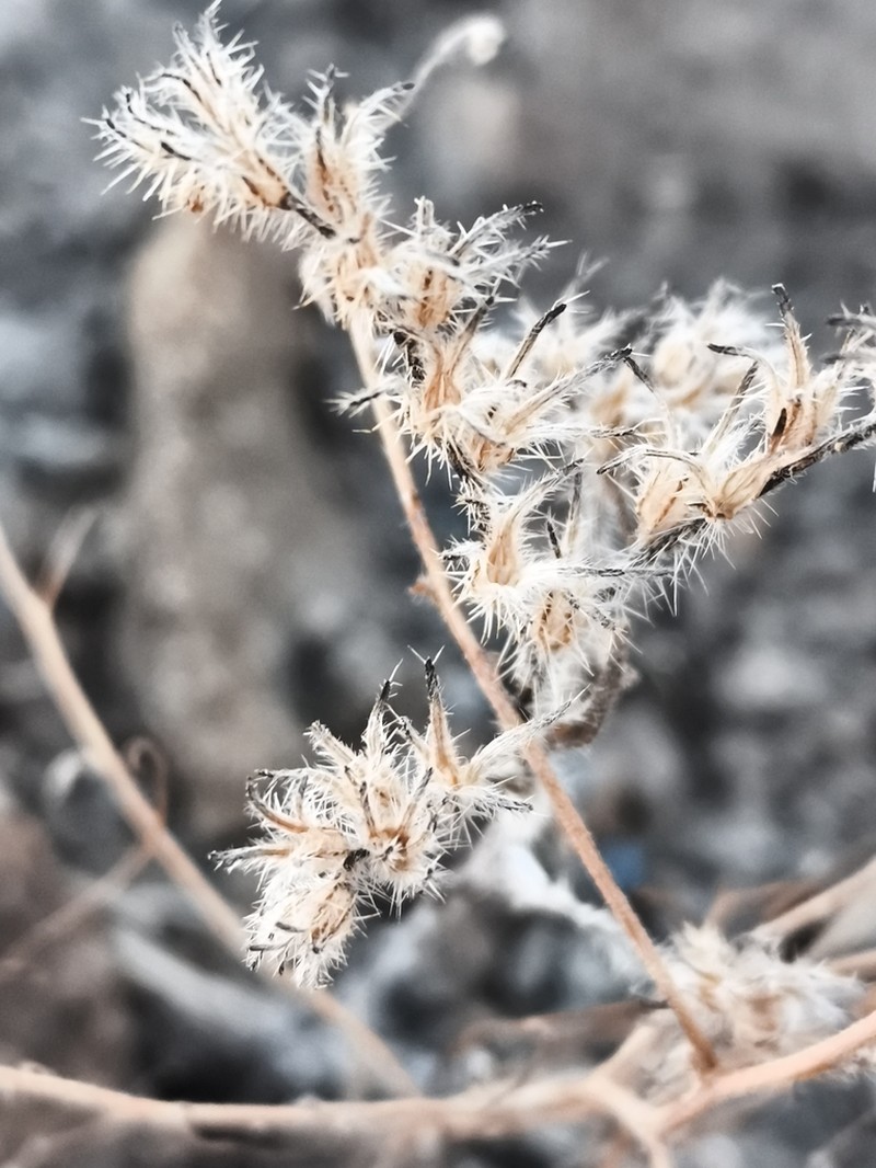 Cryptantha diffusa photo 6