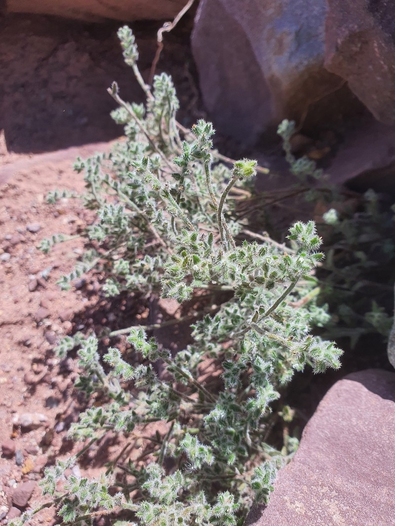 Cryptantha diffusa photo 7