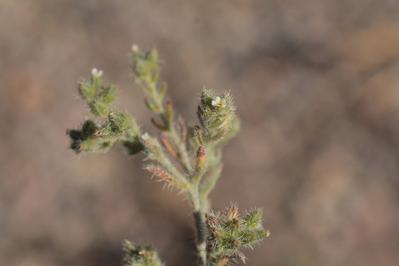 Cryptantha diffusa photo 8
