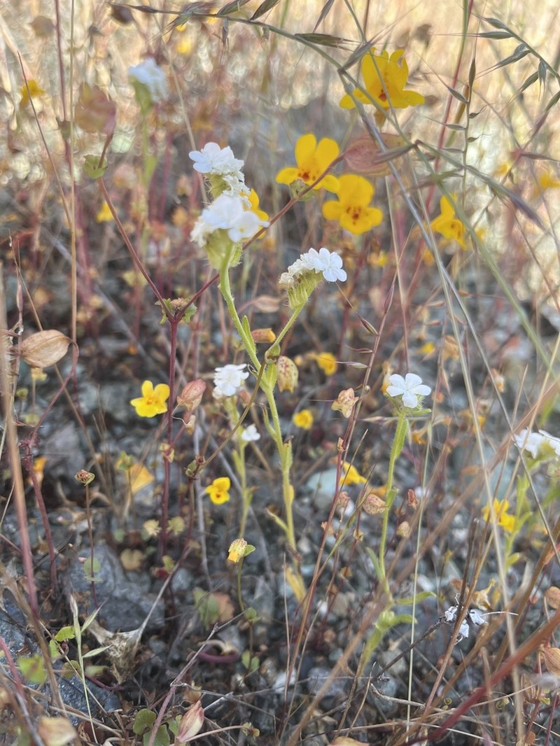 Cryptantha dissita photo 2