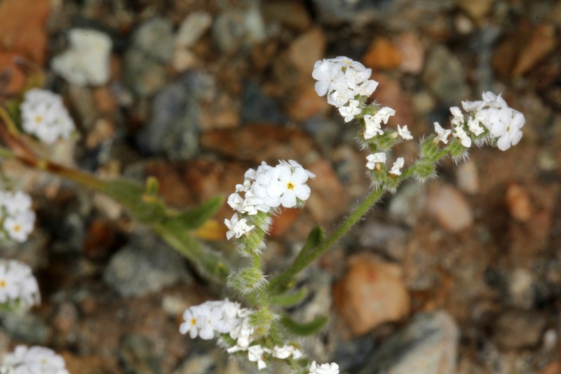 Cryptantha dissita photo 3