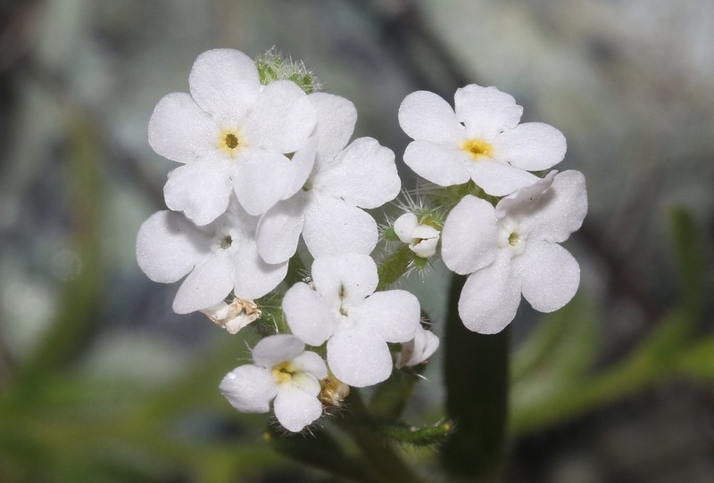Cryptantha dissita photo 4