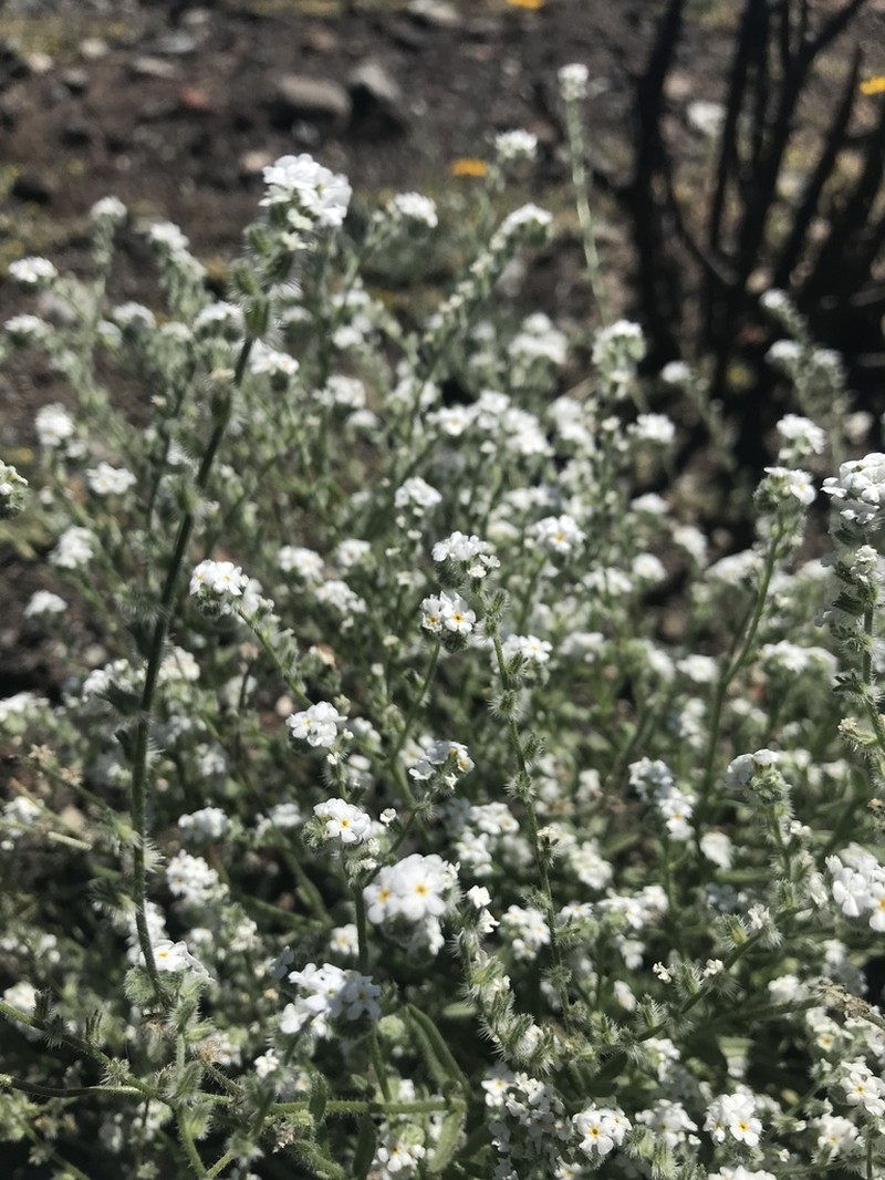 Cryptantha dissita photo 5