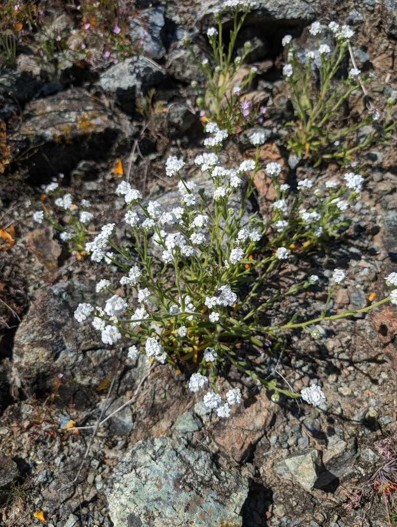 Cryptantha dissita photo 6