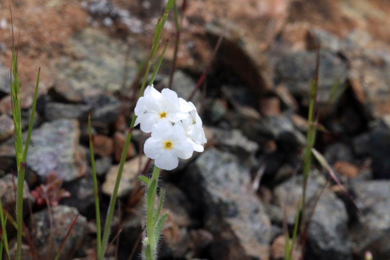 Cryptantha dissita photo 7