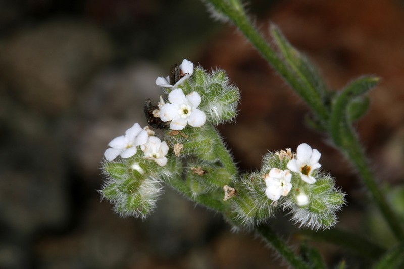 Cryptantha dissita photo 8