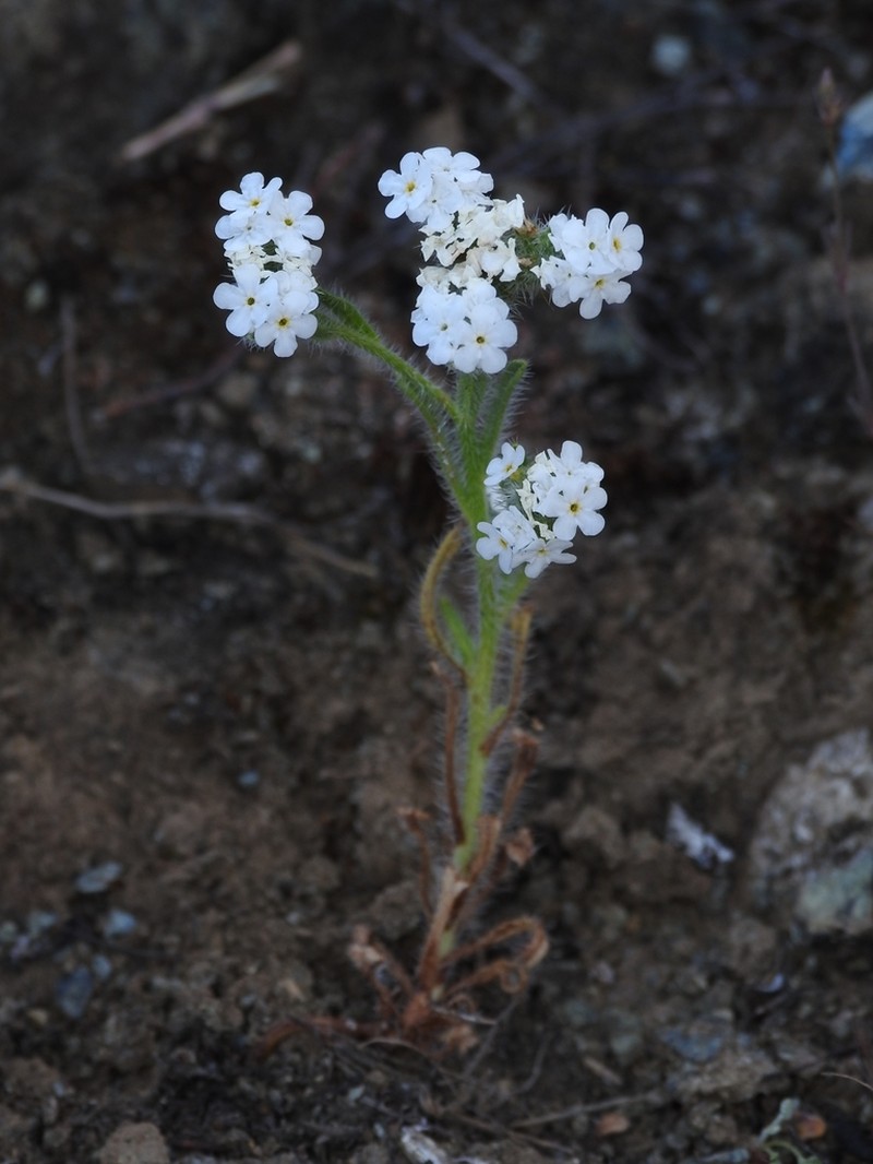 Cryptantha dissita photo 2