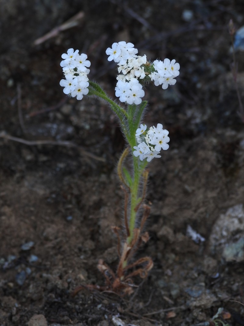 Cryptantha dissita photo 3