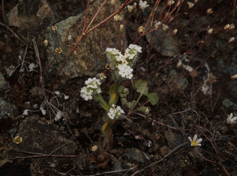 Cryptantha dissita photo 4