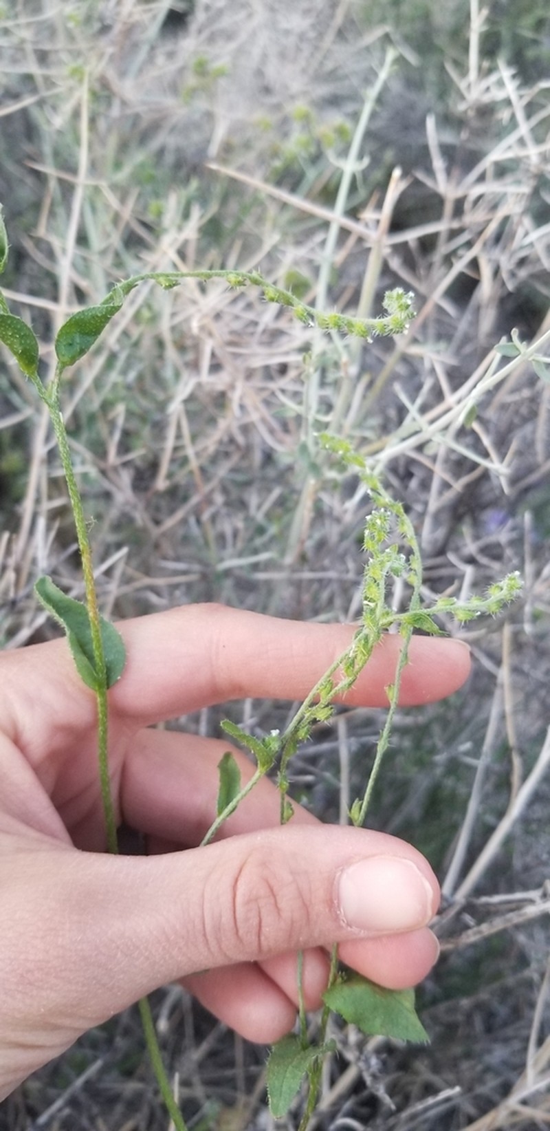 Bushloving Cryptantha