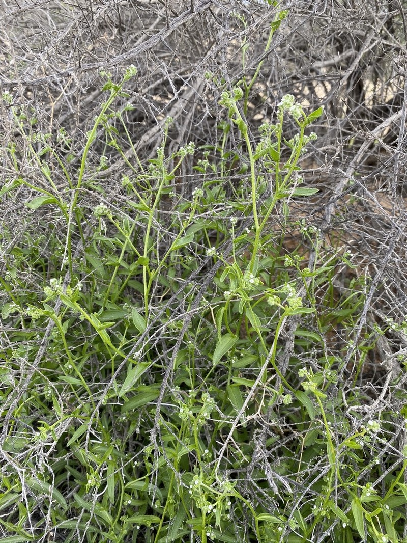 Bushloving Cryptantha photo 2