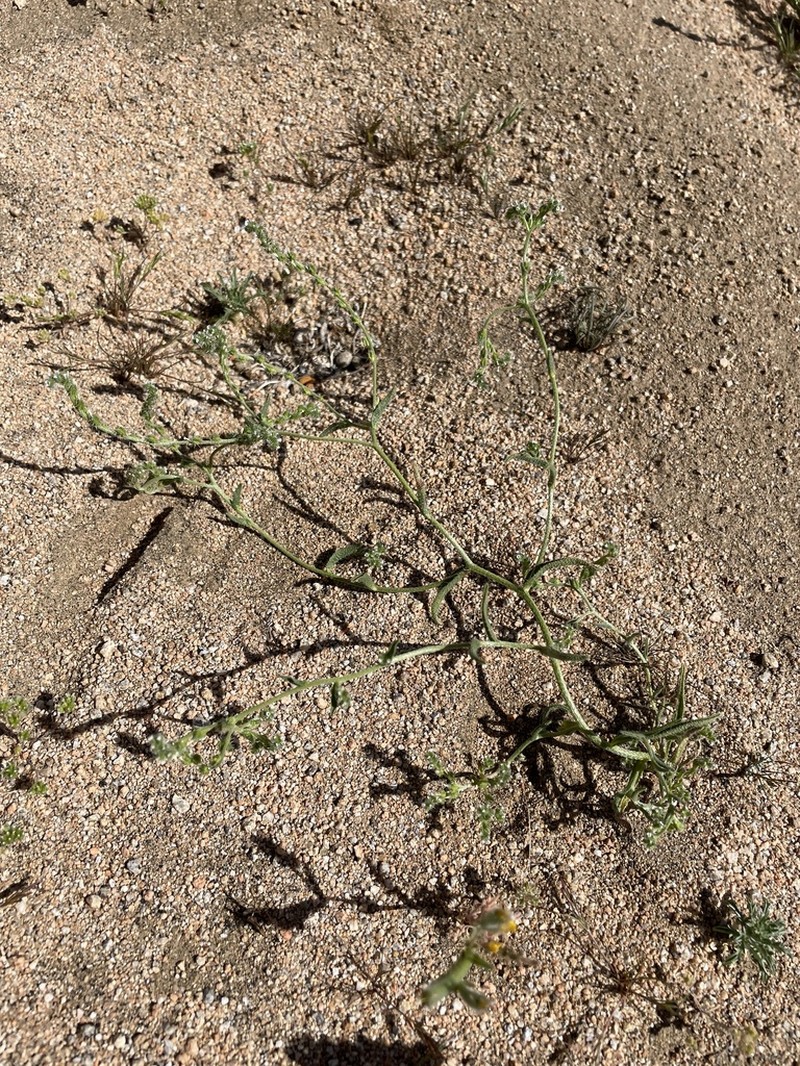 Bushloving Cryptantha photo 3