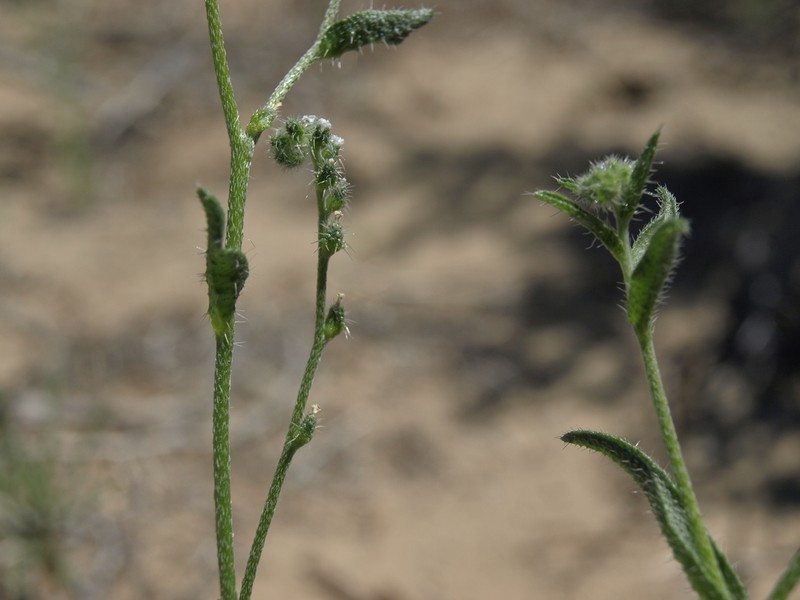 Bushloving Cryptantha photo 4