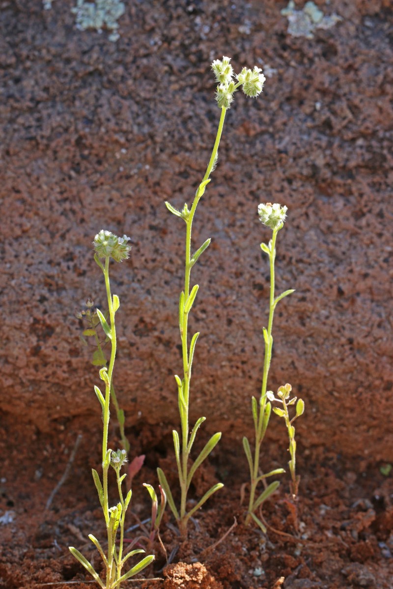 Bushloving Cryptantha photo 5