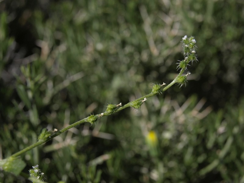 Bushloving Cryptantha photo 6