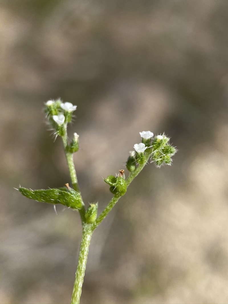 Bushloving Cryptantha photo 7