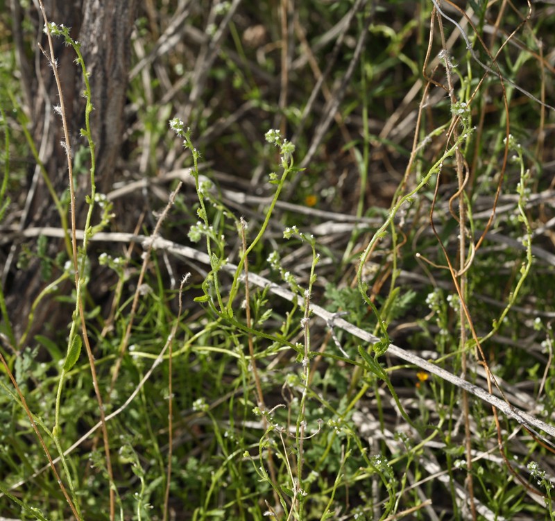 Bushloving Cryptantha photo 8
