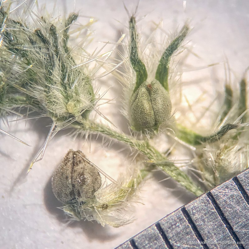 Prickly Cryptantha
