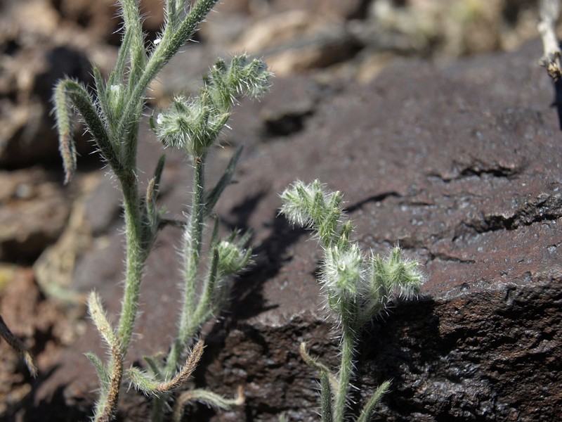 Prickly Cryptantha photo 2
