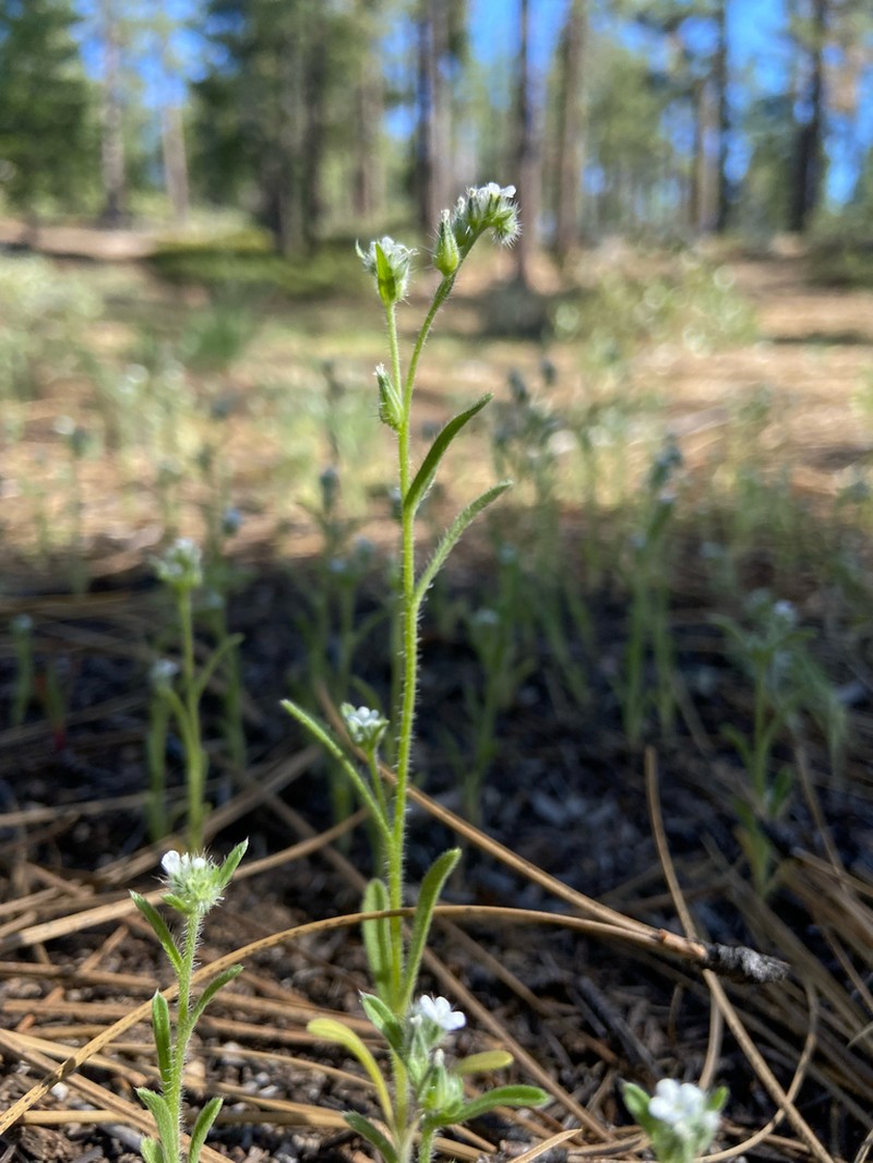 Prickly Cryptantha photo 3