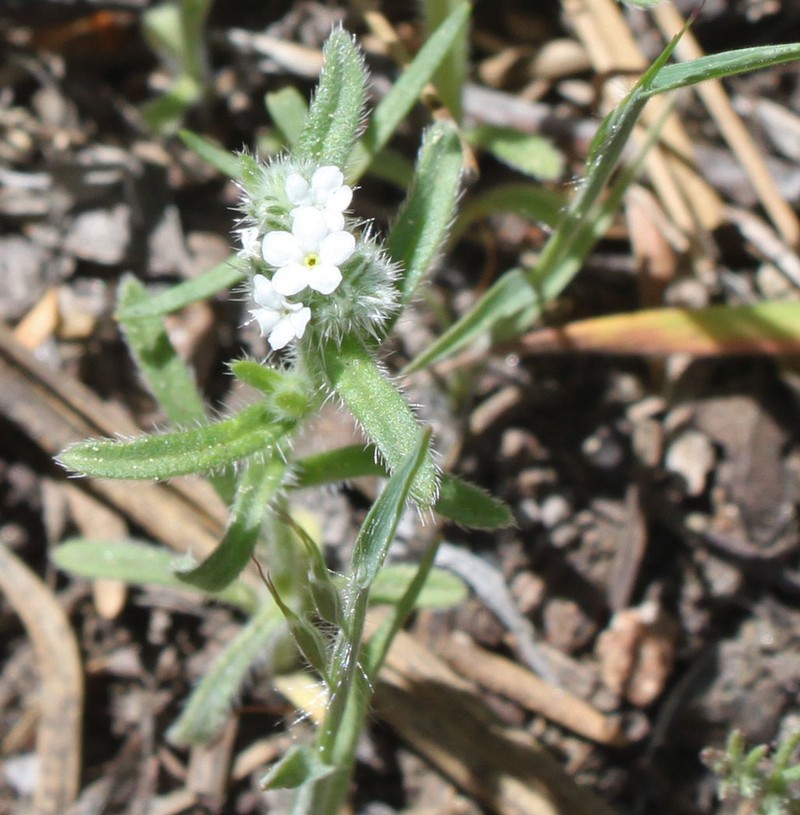 Prickly Cryptantha photo 4