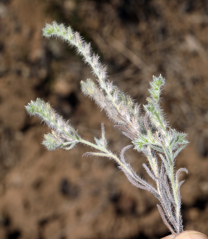 Prickly Cryptantha photo 5