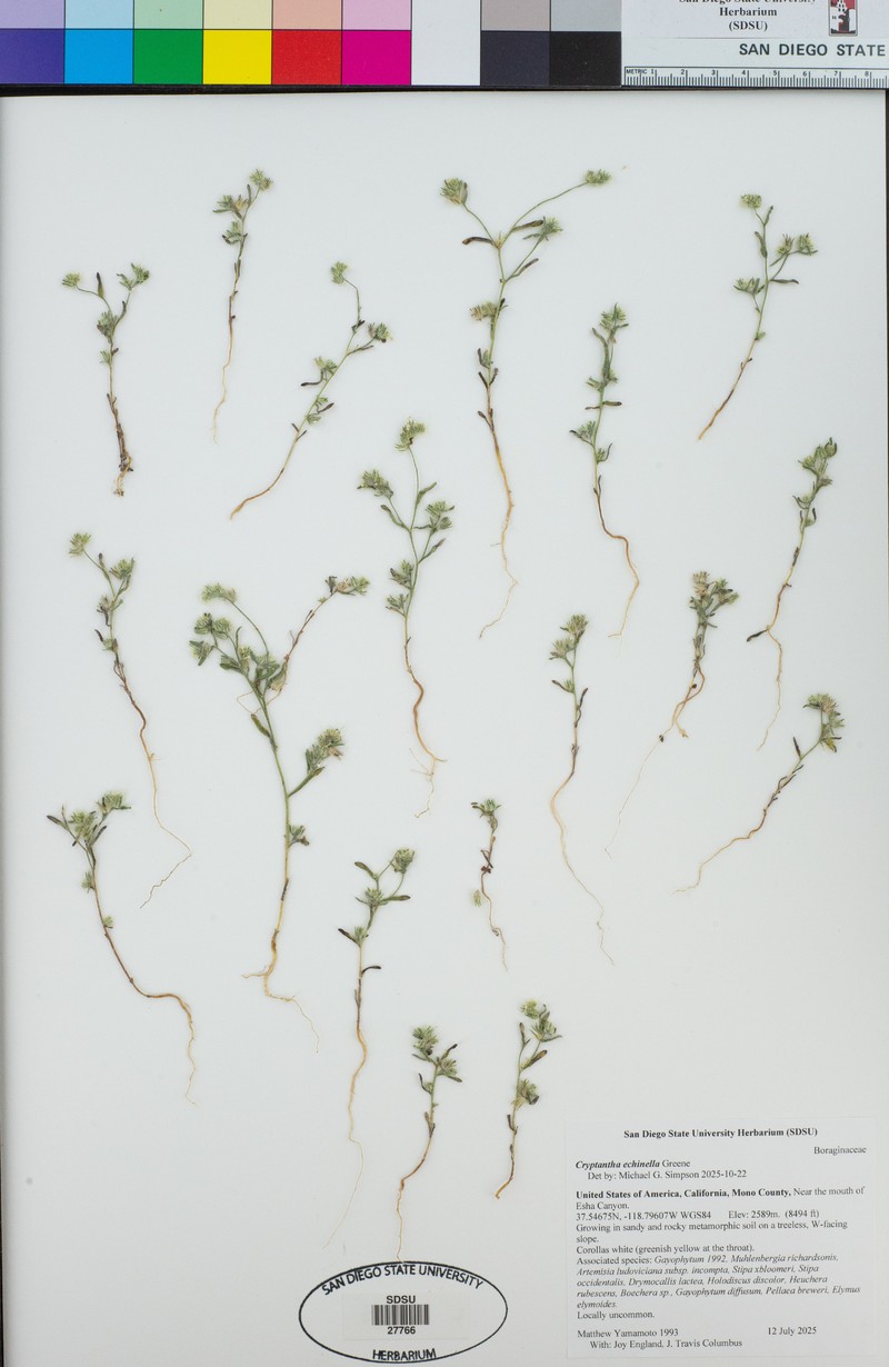 Prickly Cryptantha photo 6