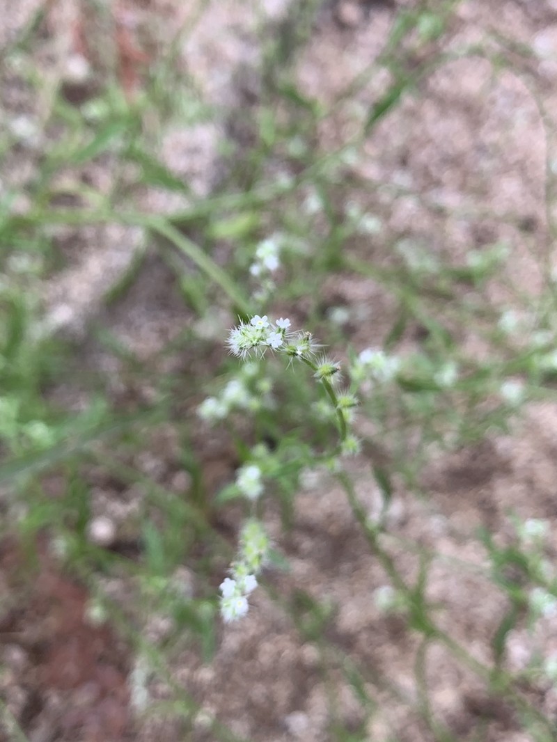 Cryptantha echinosepala